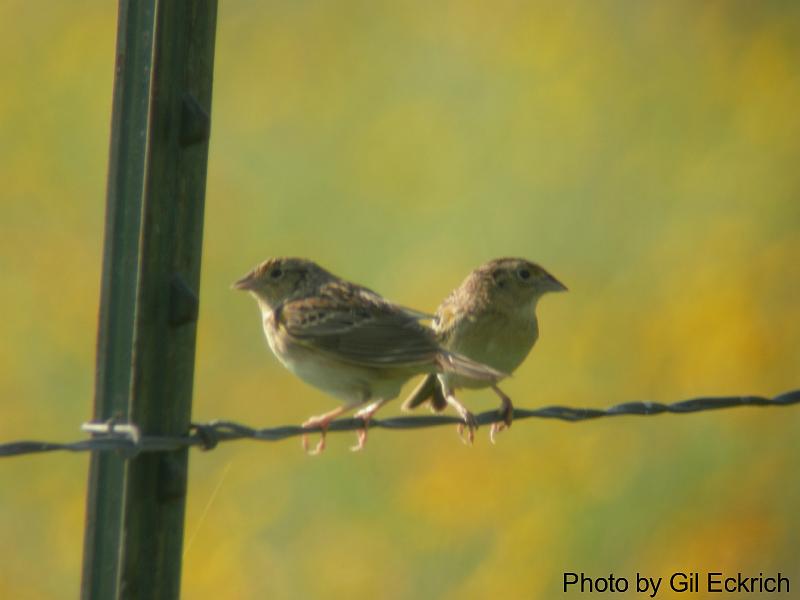 Grasshopper Sparrow pair 